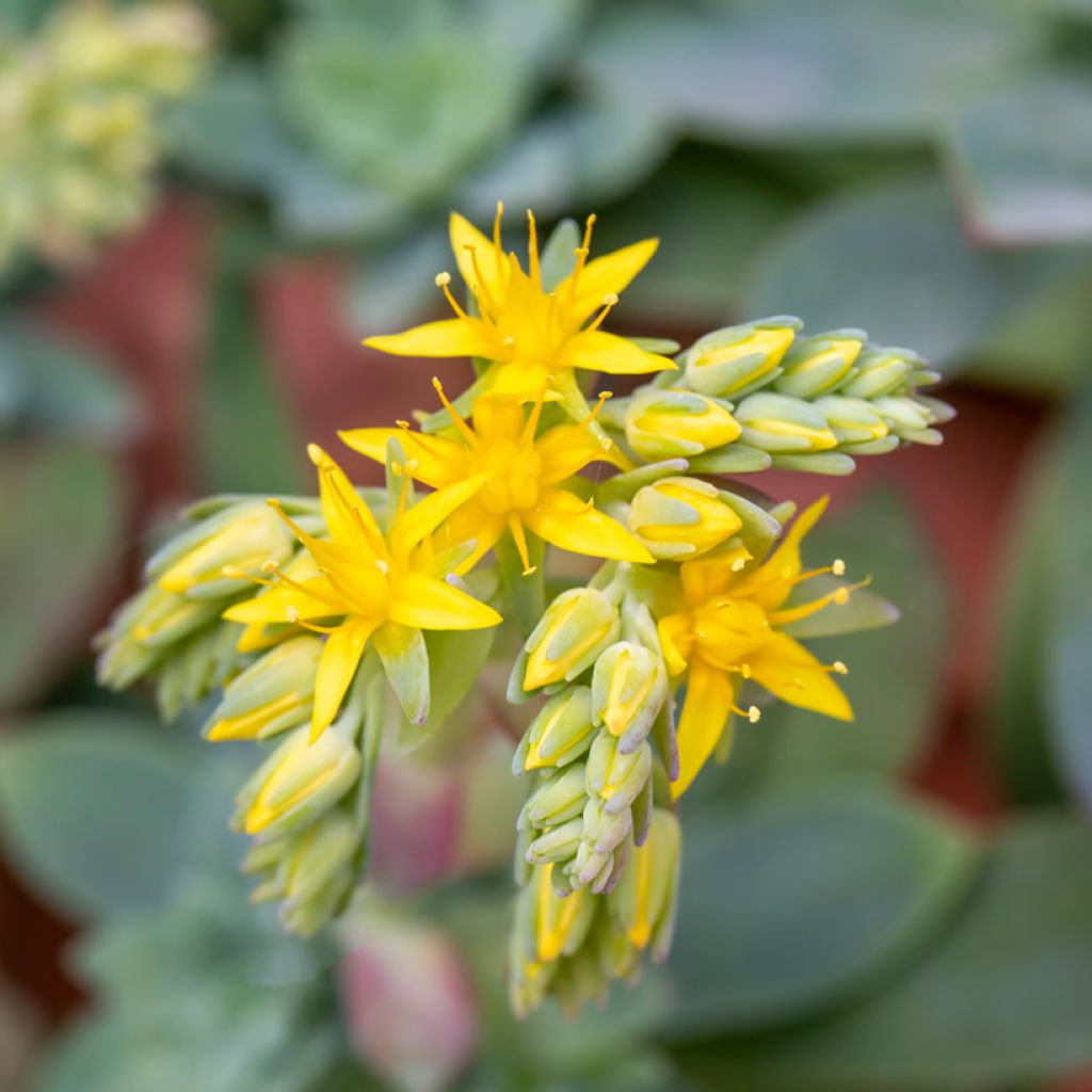 Sedum palmeri 