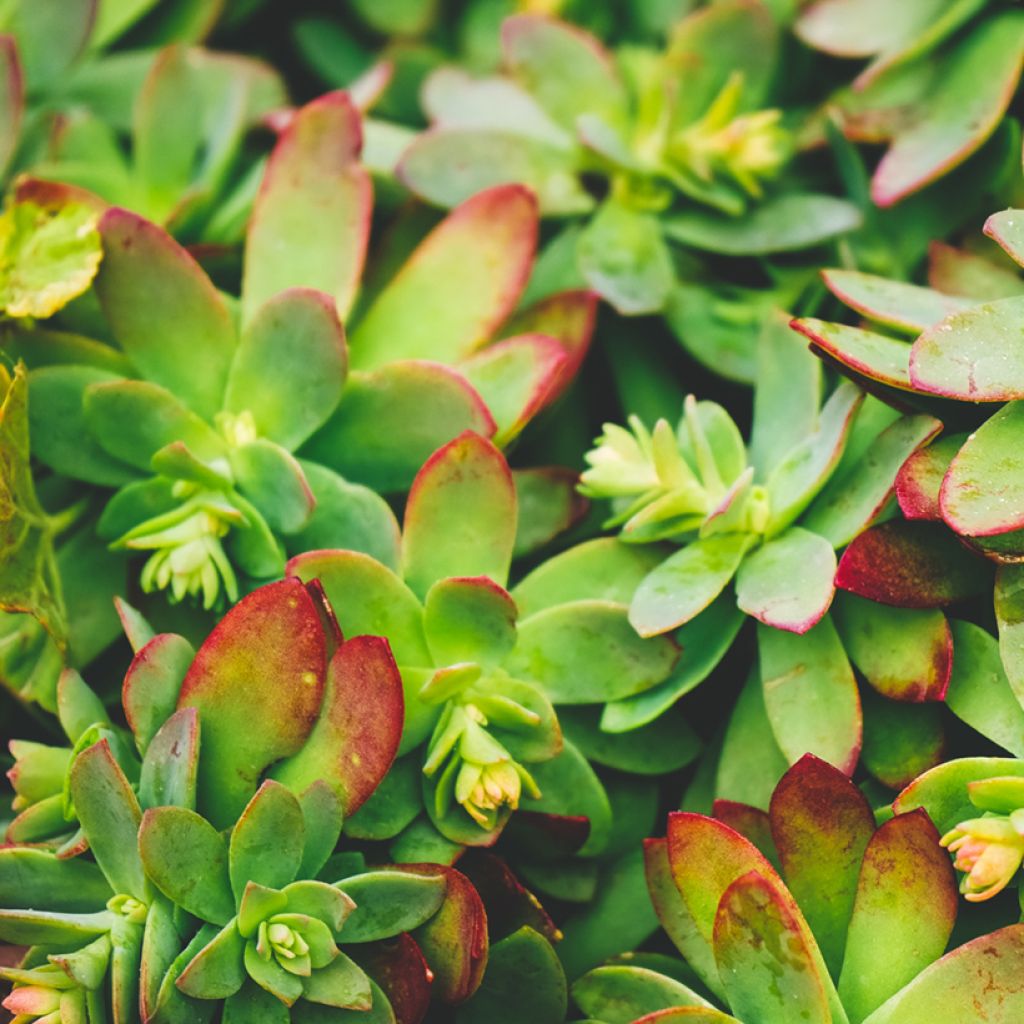 Sedum palmeri 