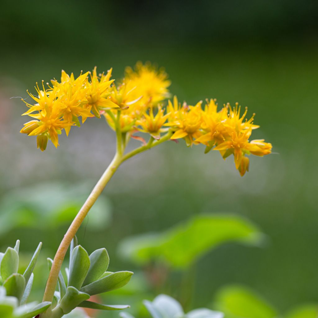 Sedum palmeri 