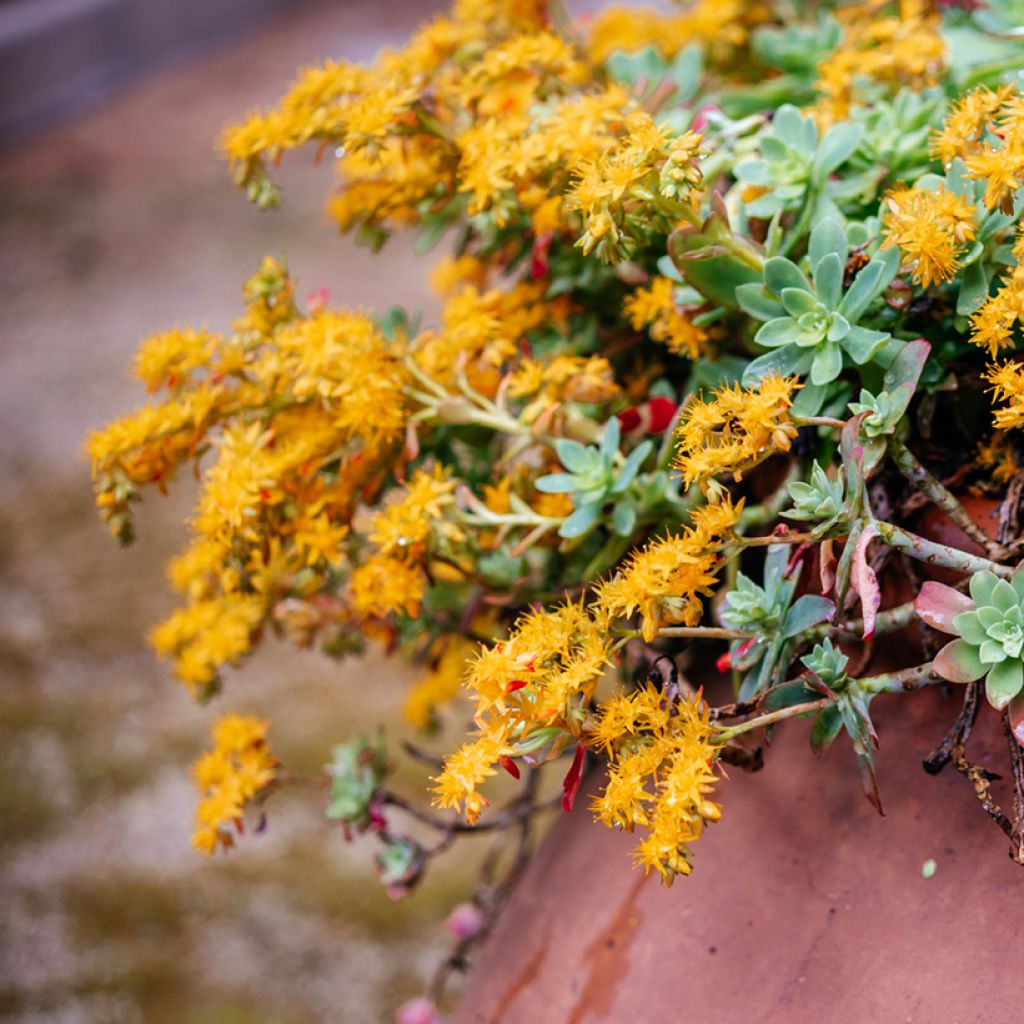 Sedum palmeri 