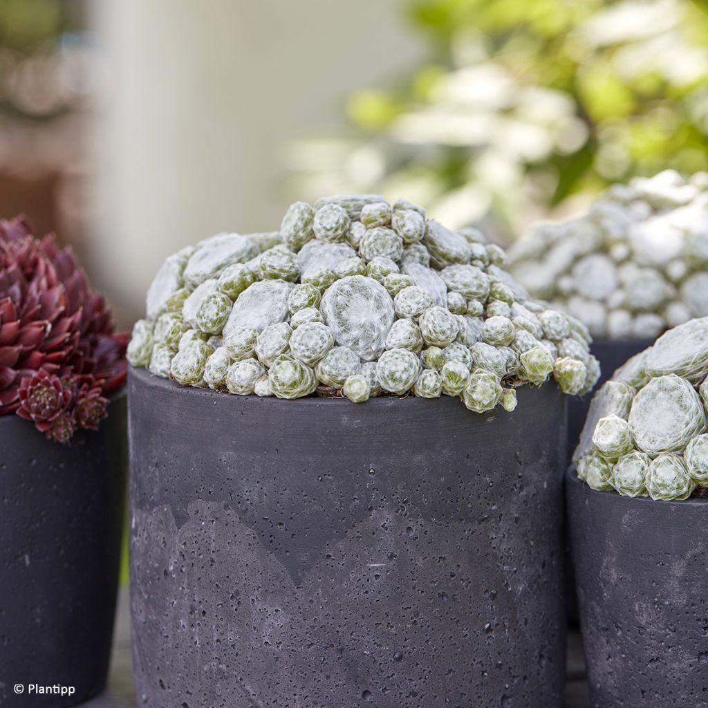 Sempervivum Arctic White 