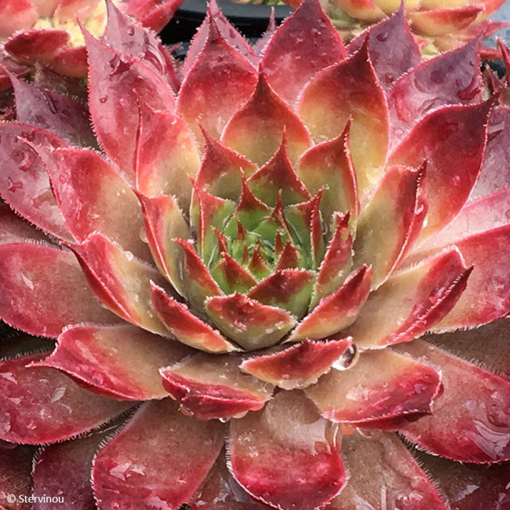 Sempervivum Butterscotch Baby