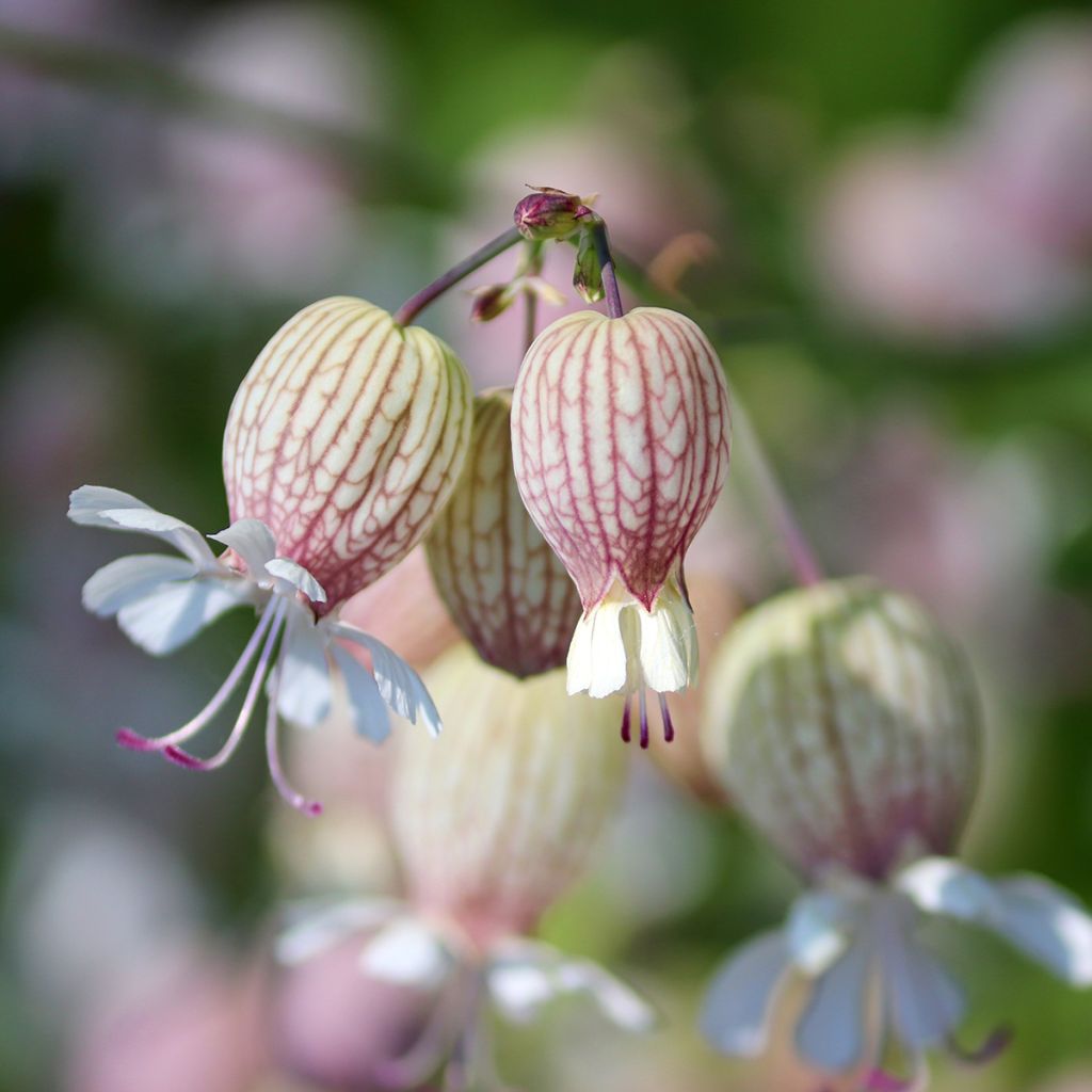 Silene vulgaris