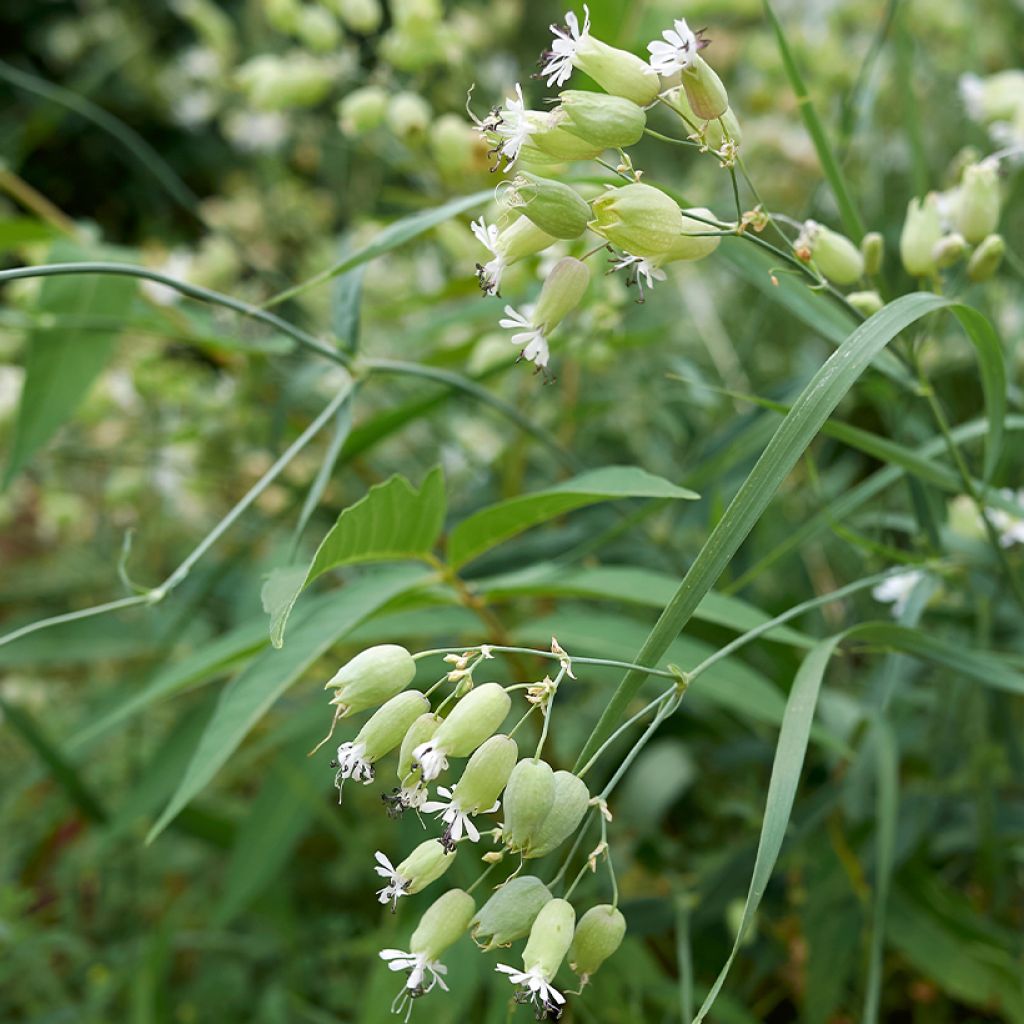 Silene vulgaris