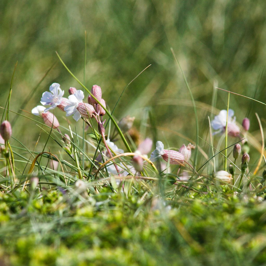 Silene vulgaris