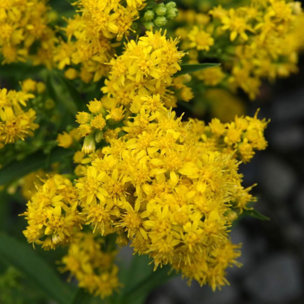 Solidago cutleri 