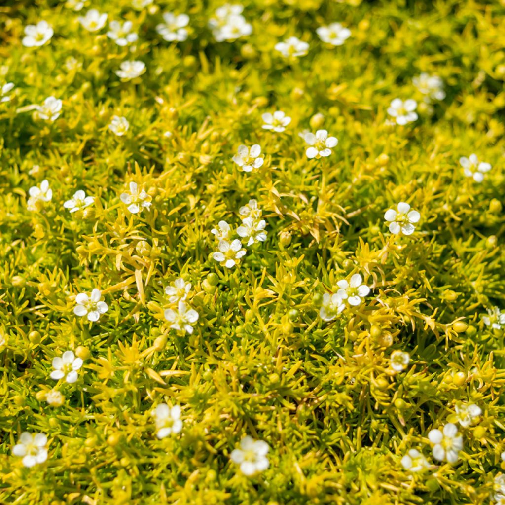 Sagina subulata Lime Moss