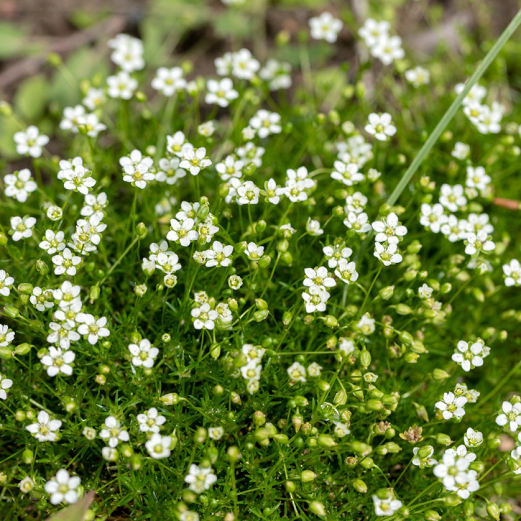 Sagina subulata