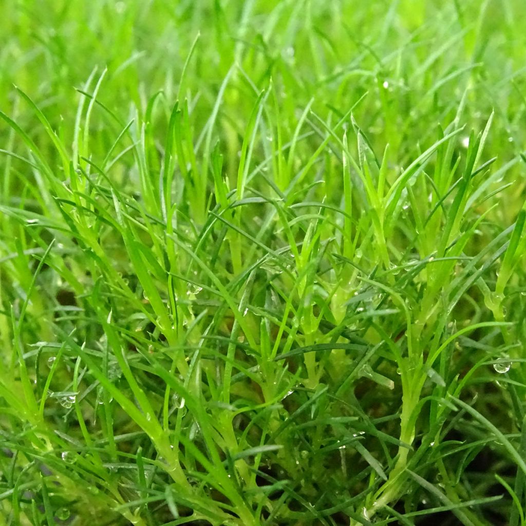 Sagina subulata Scottish Moss