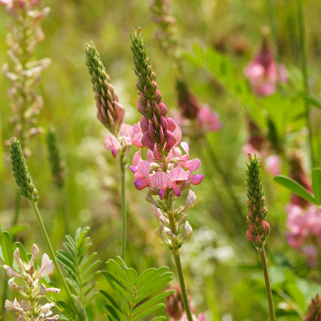 Onobrychis viciifolia - seeds