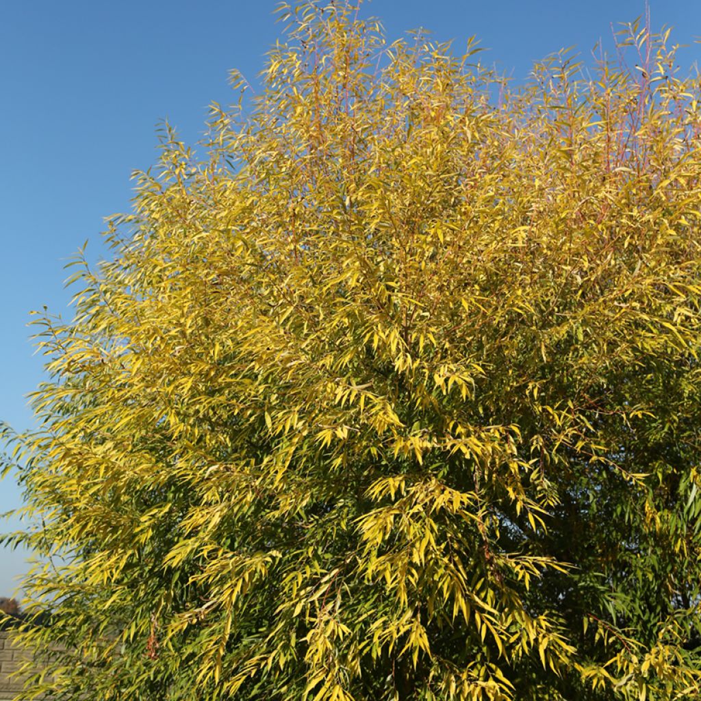 Salix alba Aurea - White Willow