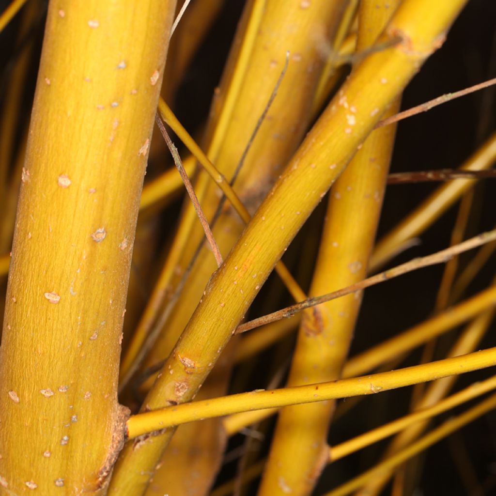 Salix alba Golden Ness - White Willow