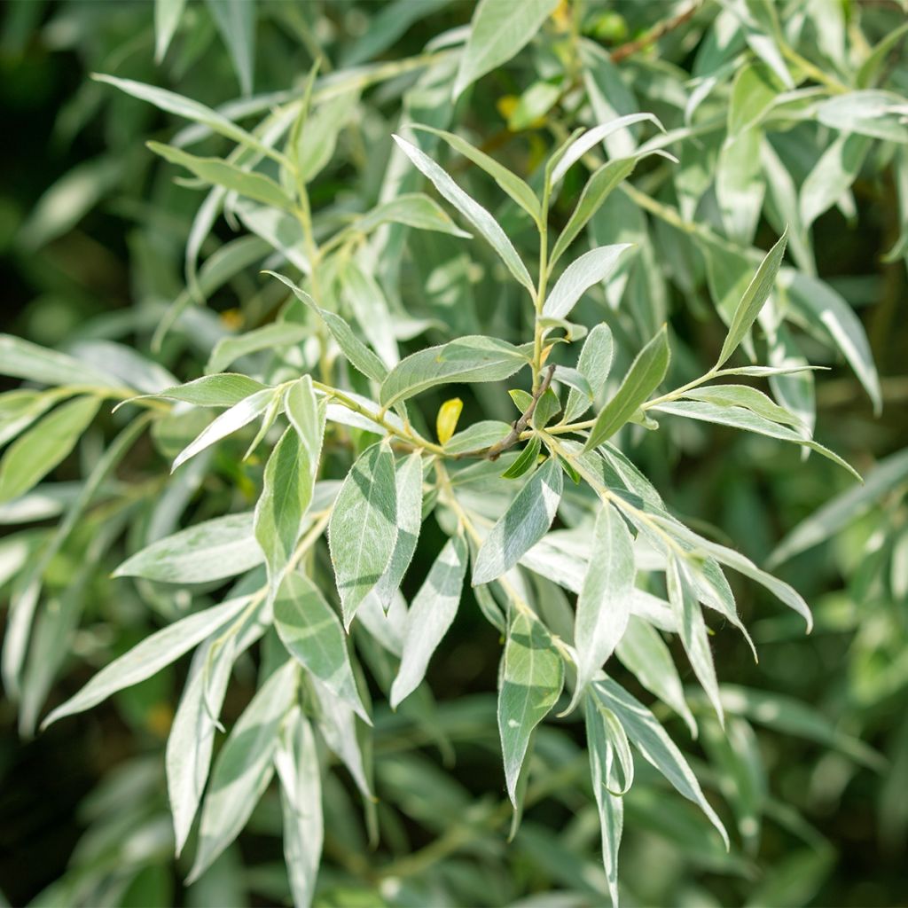 Salix alba Liempde - Saule blanc, argenté