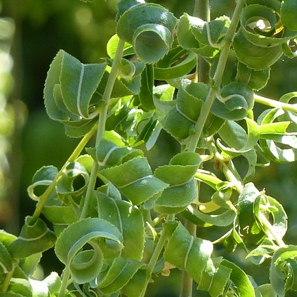 Salix babylonica Crispa