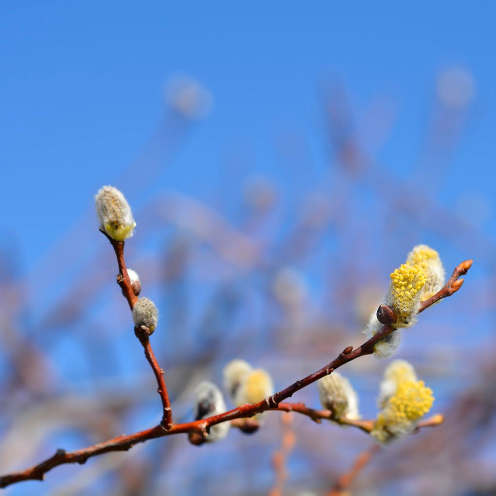 Salix caprea Curly Locks - Great Sallow