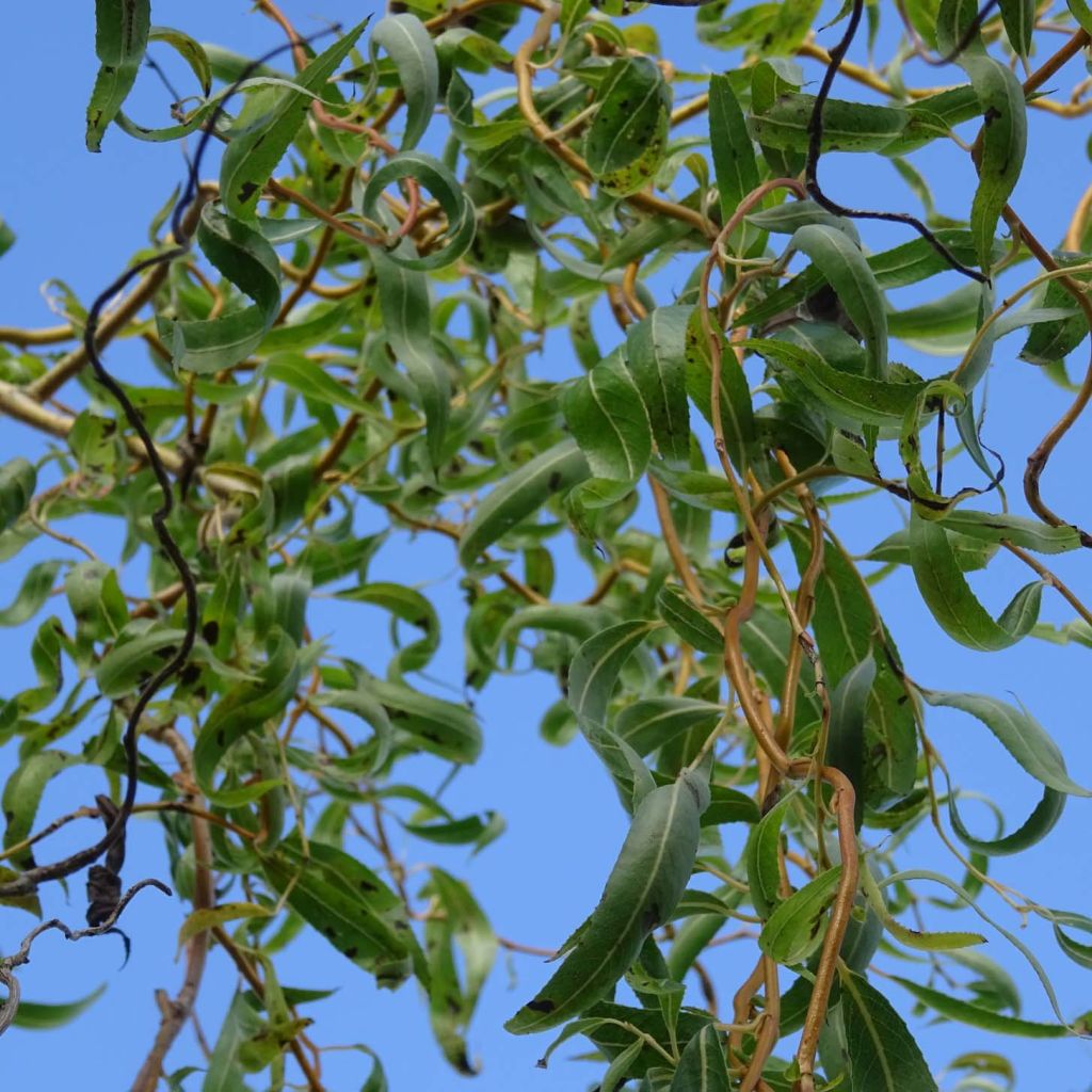 Salix erythroflexuosa - Saule tortueux