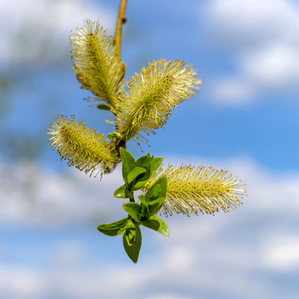 Salix fragilis - Saule fragile