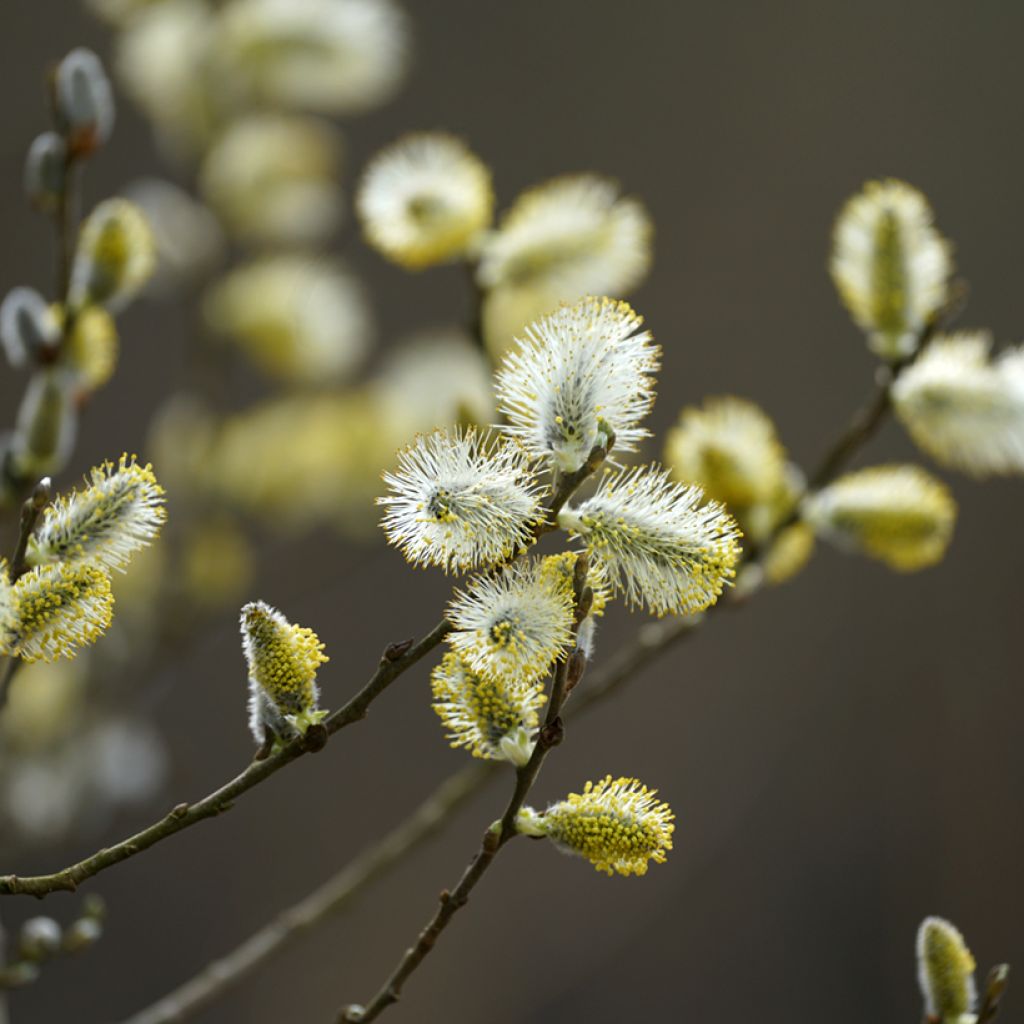 Salix fragilis - Saule fragile