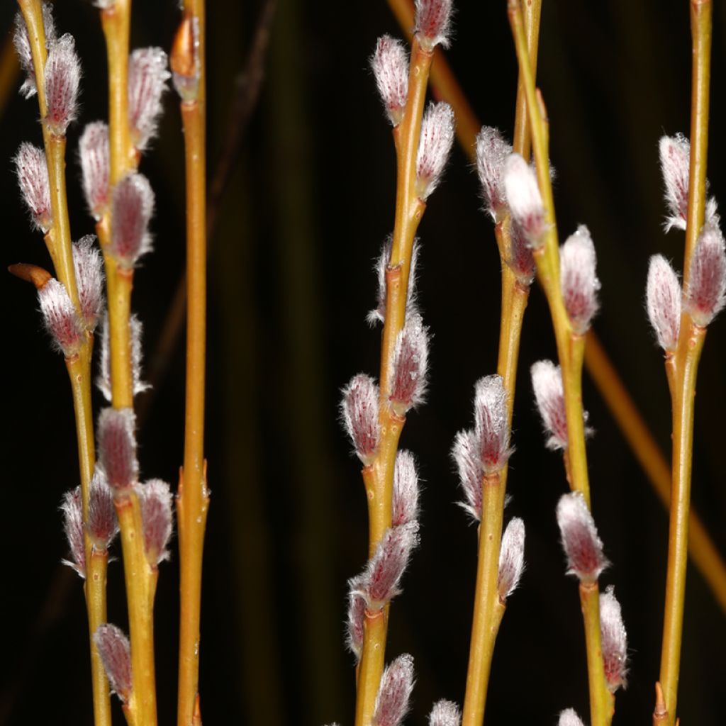 Salix purpurea Howki - Purple Willow