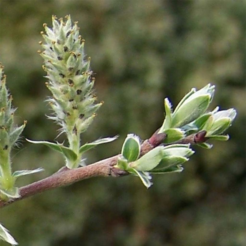 Salix repens - Saule rampant.