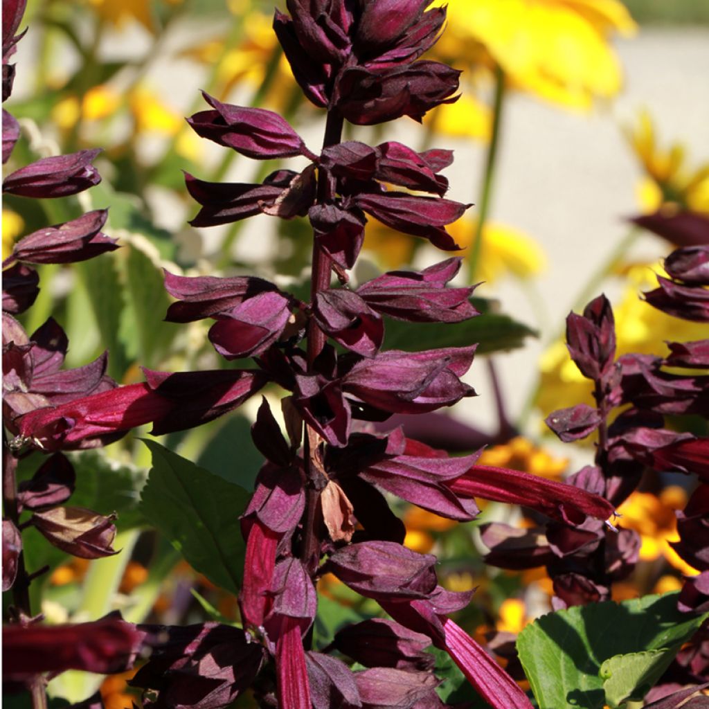 Salvia x guaranitica Amante