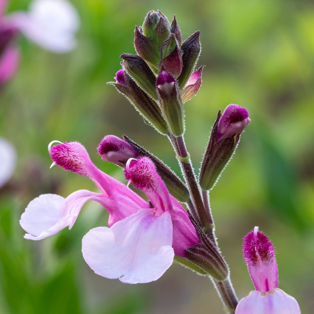 Salvia Dysons Joy