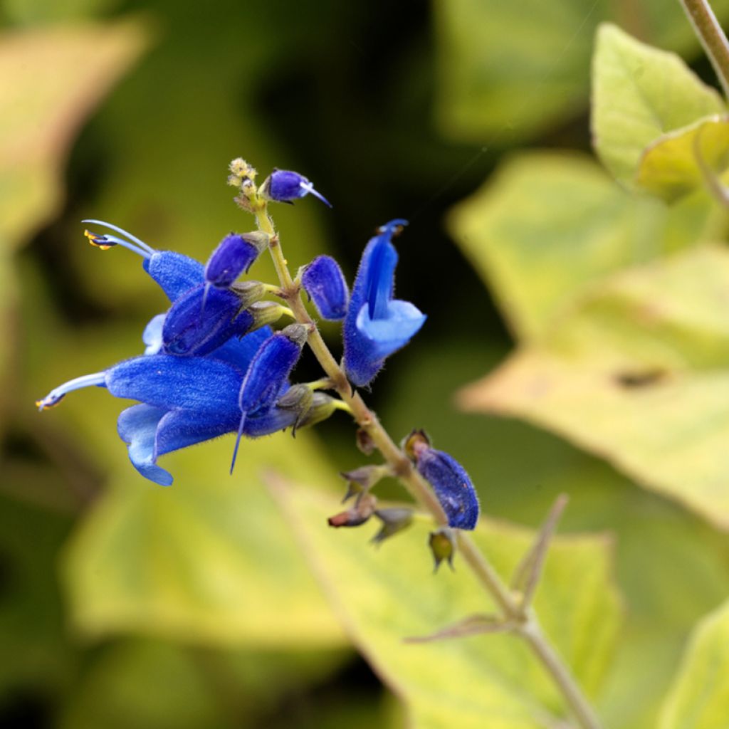 Salvia cacaliifolia