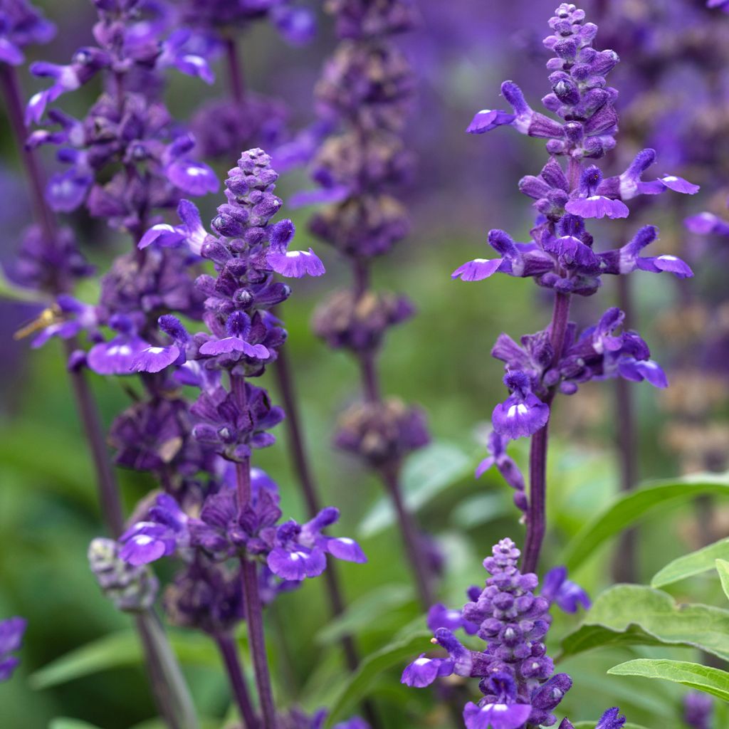 Salvia farinacea Victoria Blue