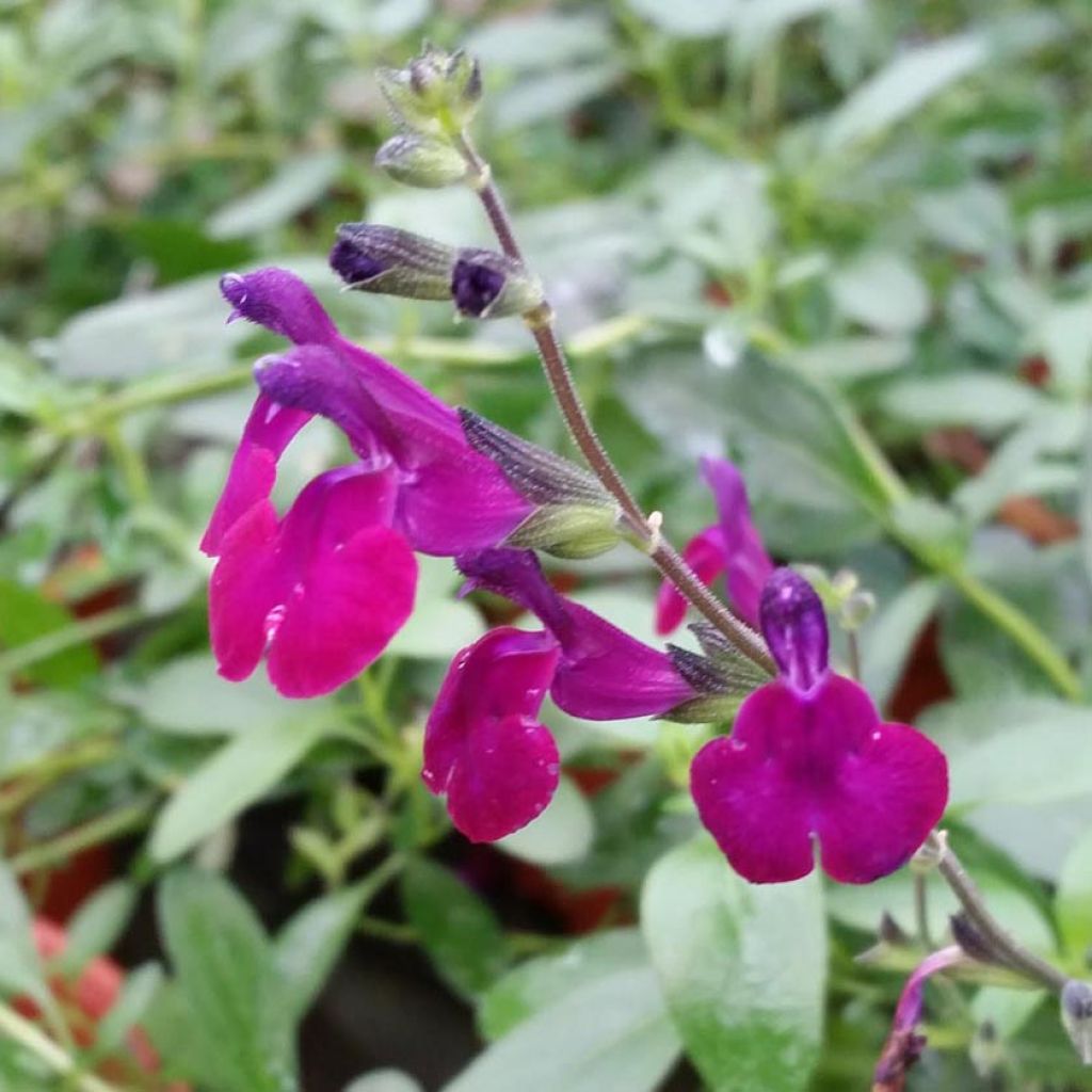 Salvia jamensis Violette de Loire