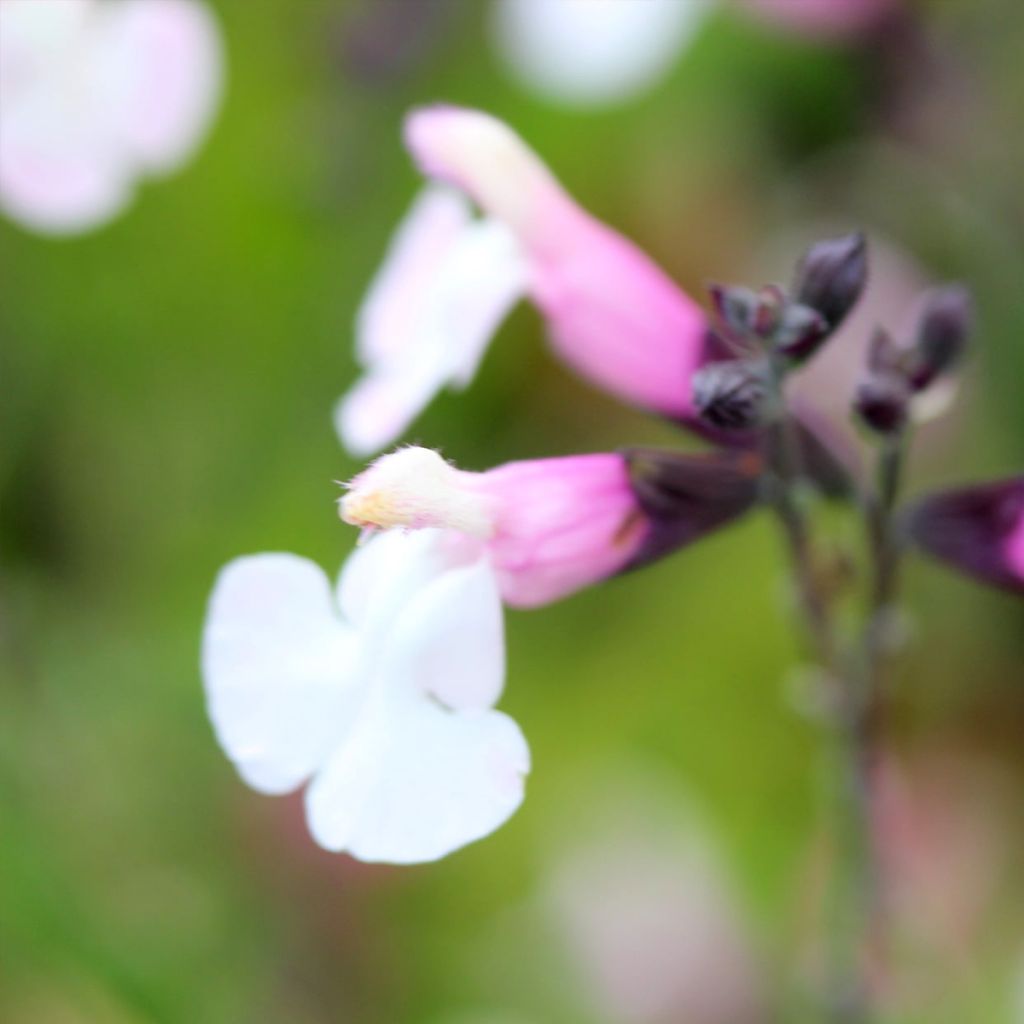 Salvia microphylla Delice Fiona