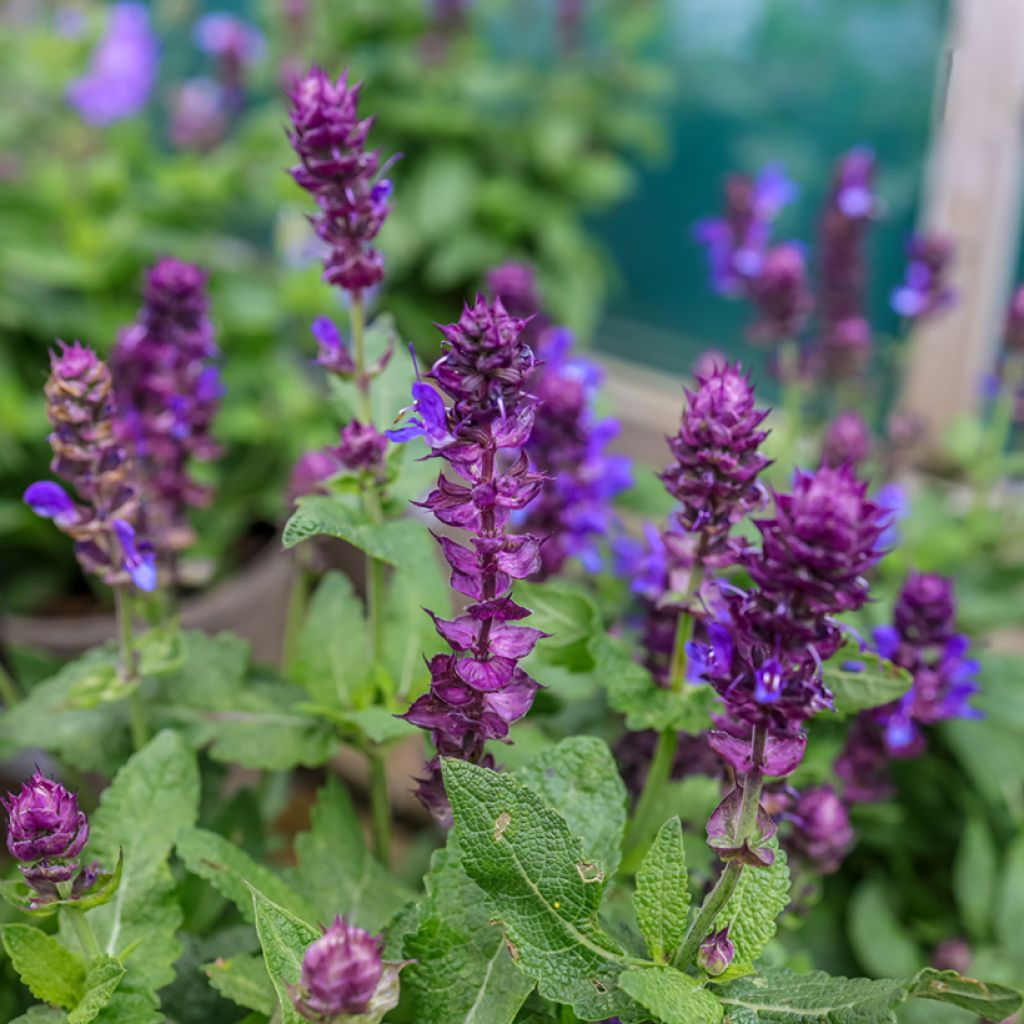 Salvia nemorosa Blue Marvel - Woodland Sage