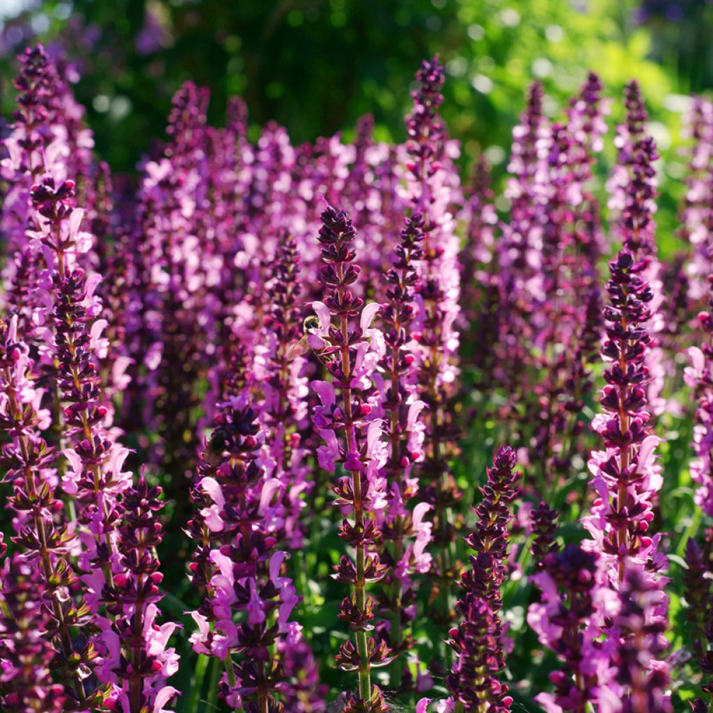 Salvia sylvestris Lyrical Rose Balyricose