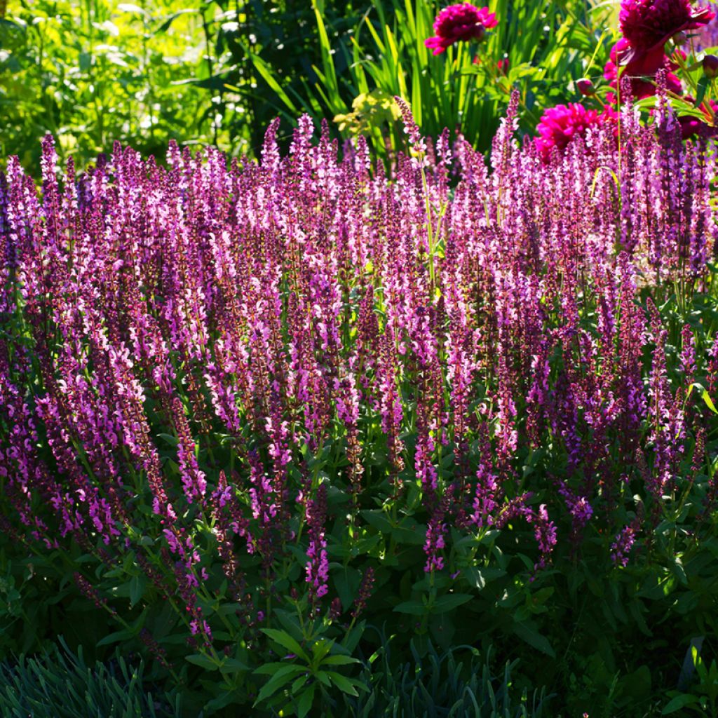 Salvia sylvestris Lyrical Rose Balyricose