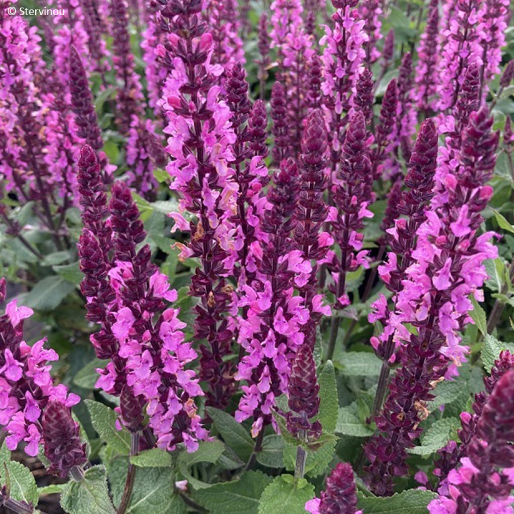 Salvia nemorosa Midnight Rose - Woodland Sage