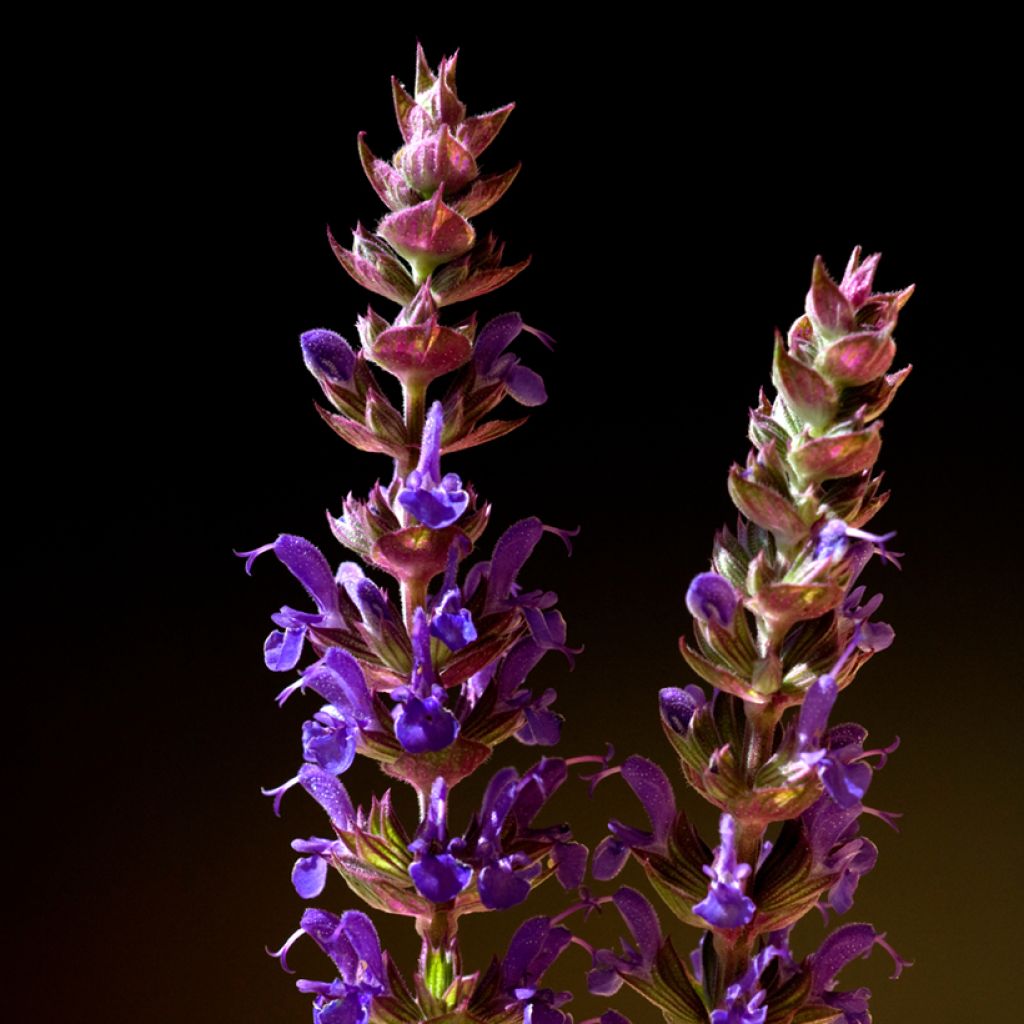 Salvia nemorosa Ostfriesland - Woodland Sage