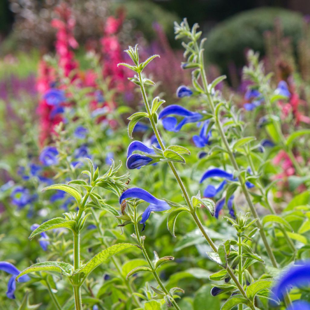 Salvia patens Royal Blue