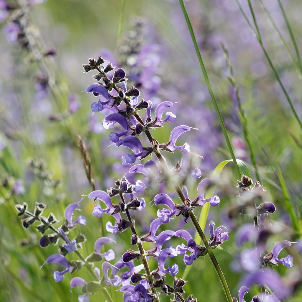 Salvia pratensis Sky Dance - Meadow Sage