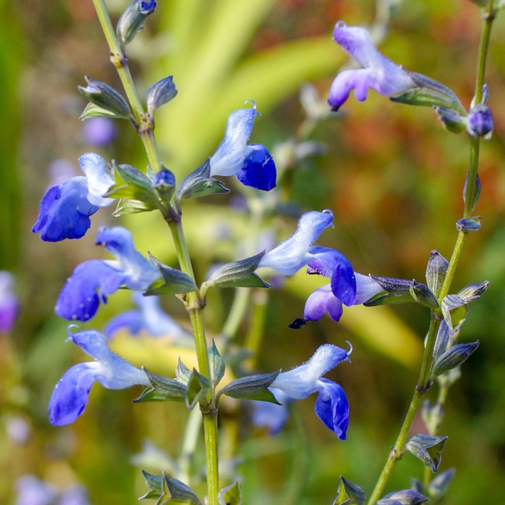 Salvia reptans 'West Texas Form'