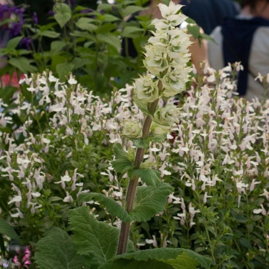 Salvia sclarea Vatican White