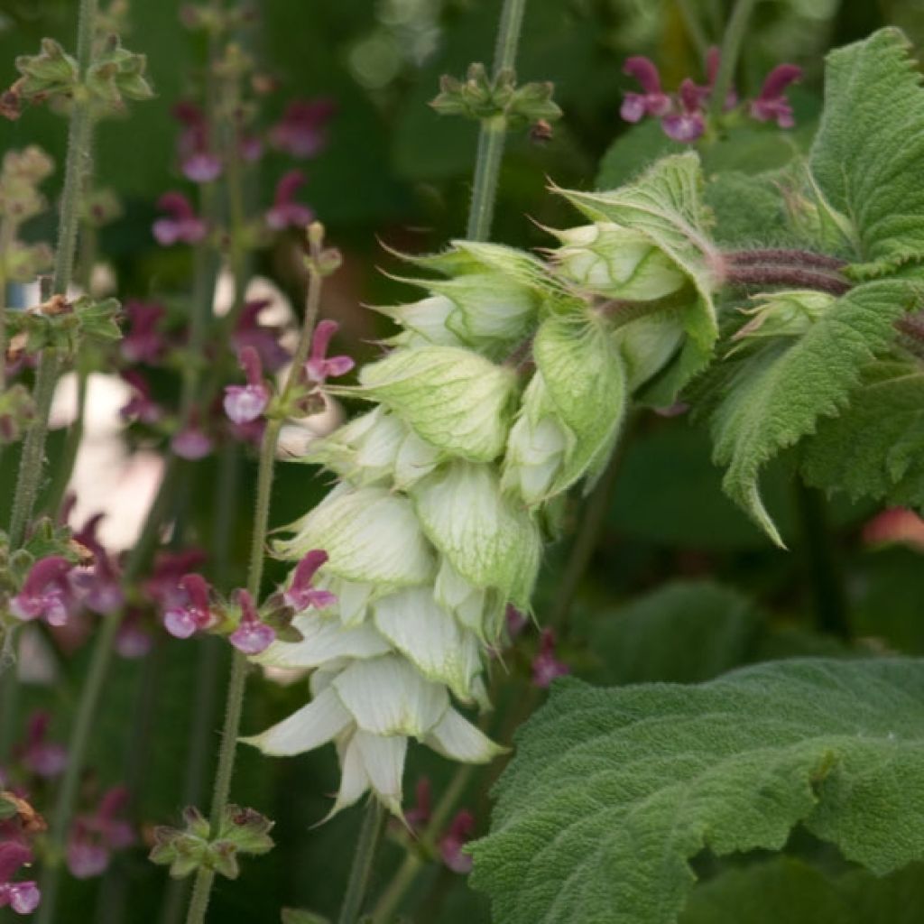 Sauge sclarée - Salvia sclarea Vatican White