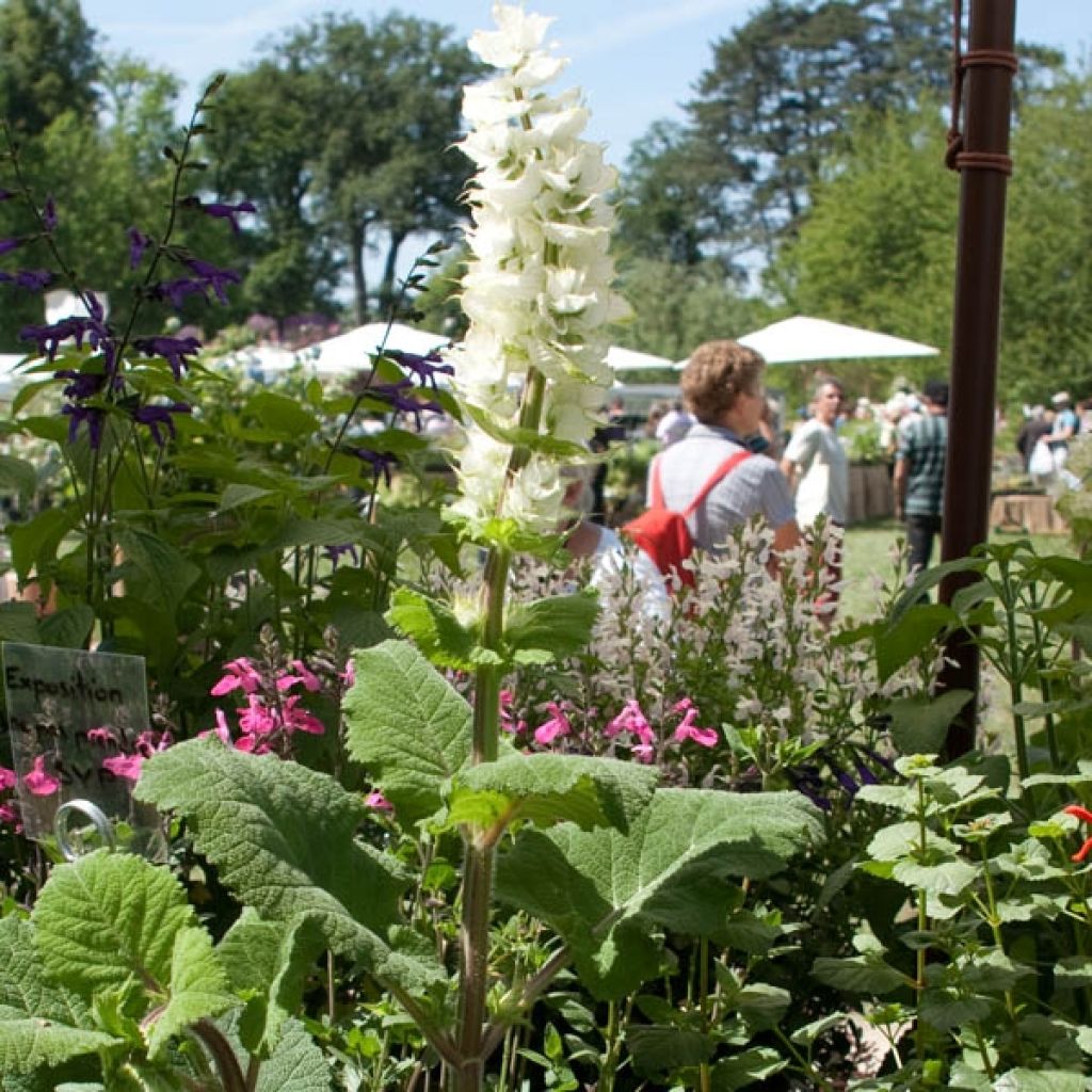 Salvia sclarea Vatican White