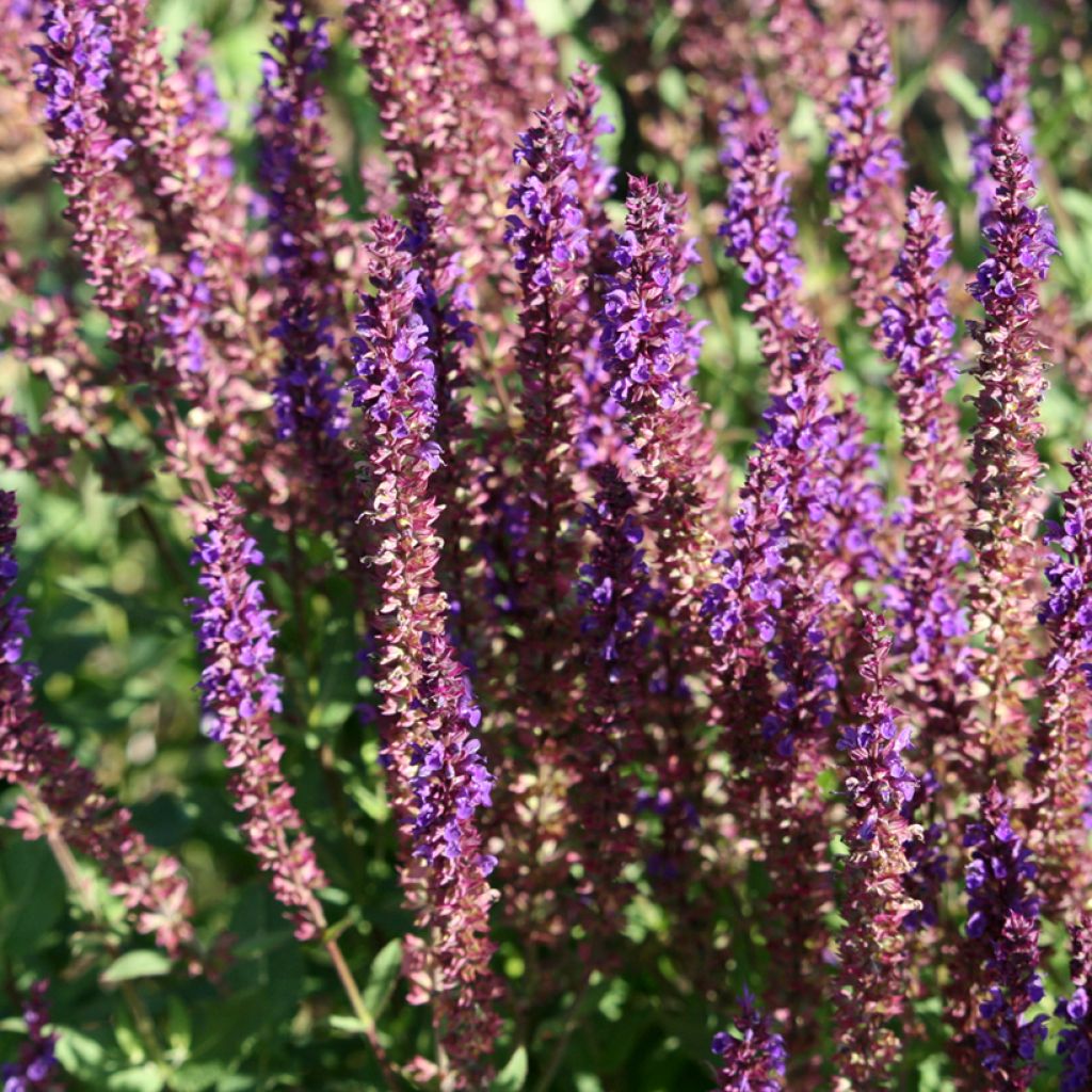 Salvia superba Queen of the Blues