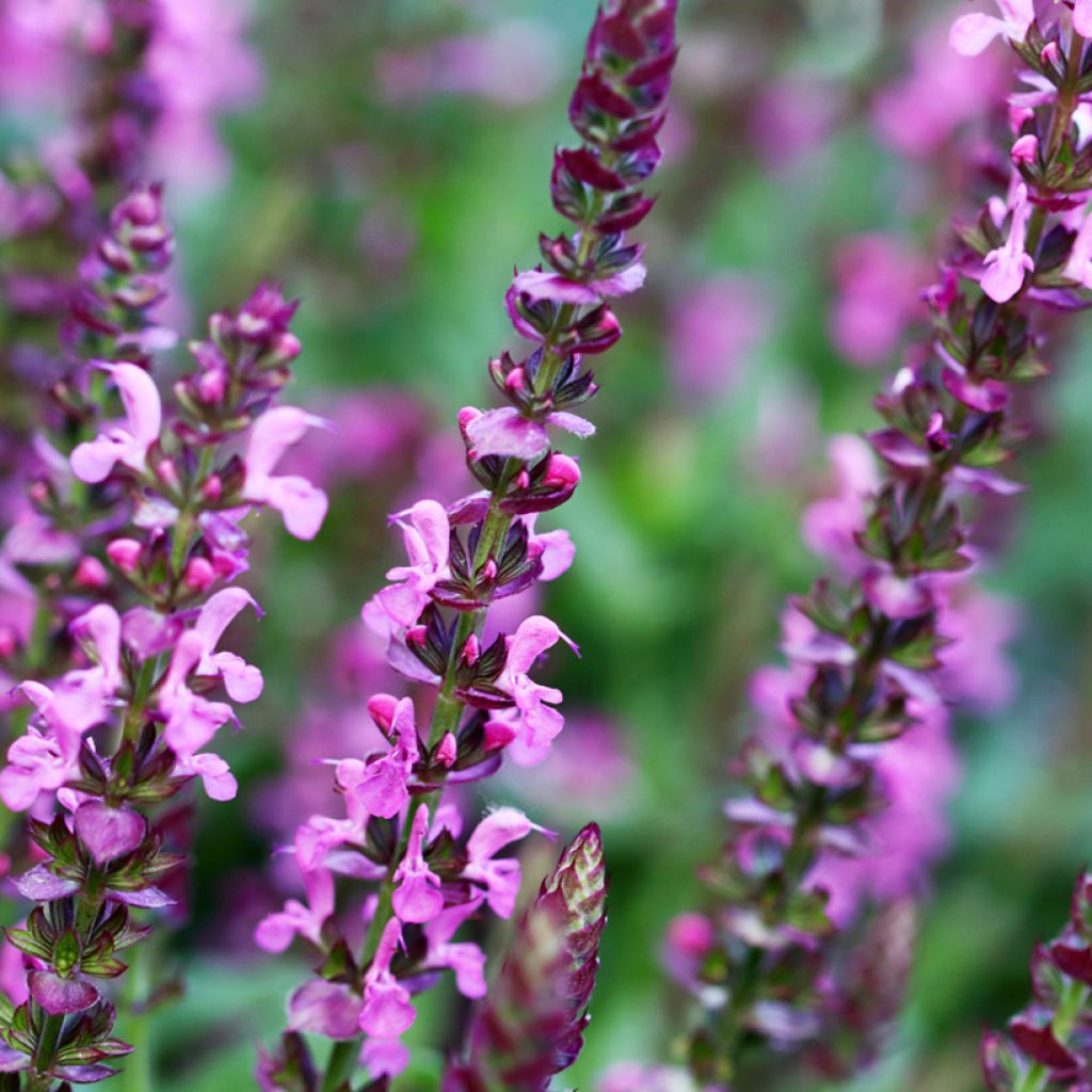 Salvia superba Rose Queen