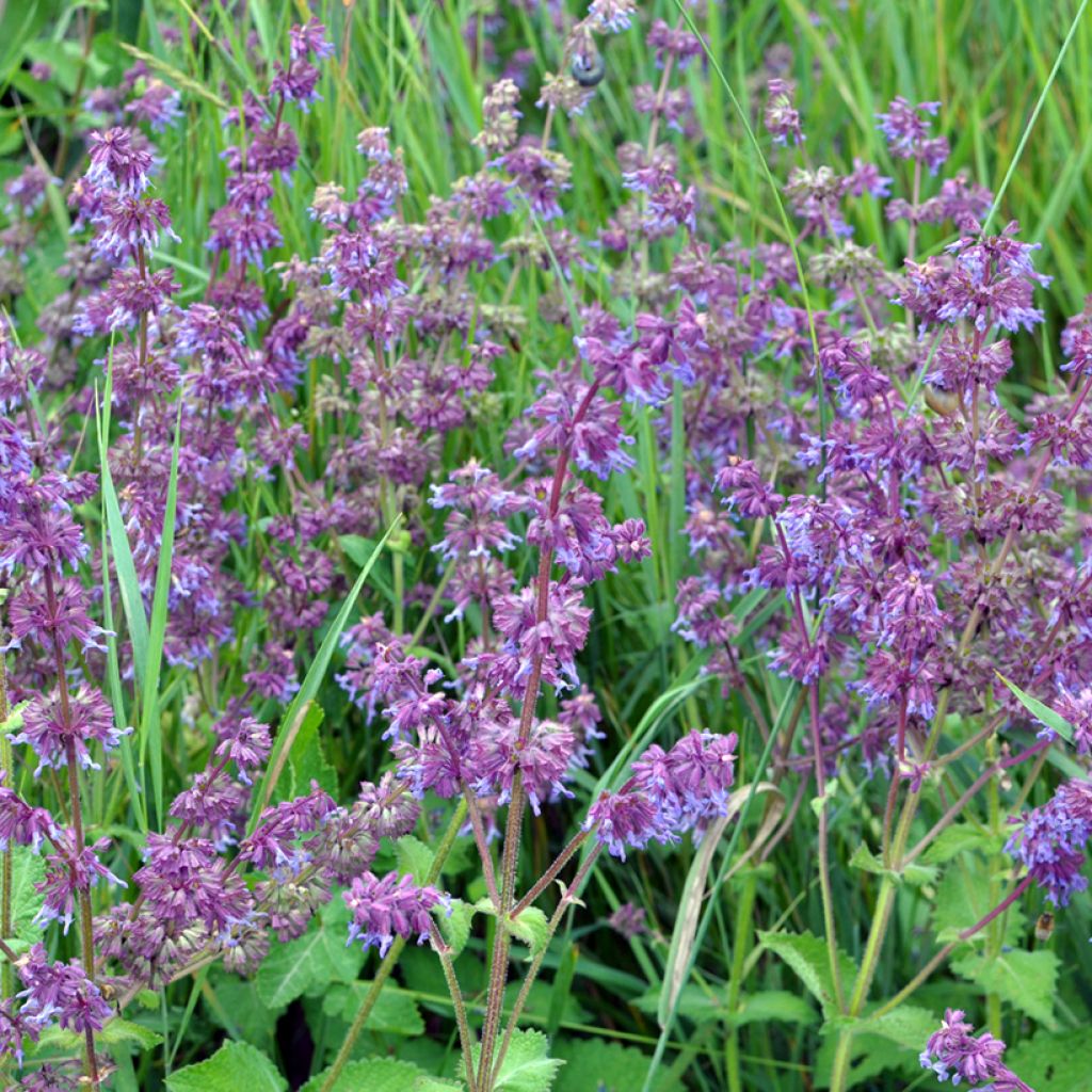 Salvia verticillata Hannays Blue