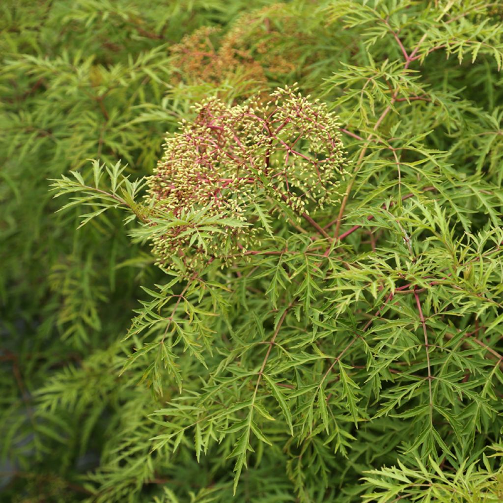 Sambucus canadensis Acutiloba - Elder