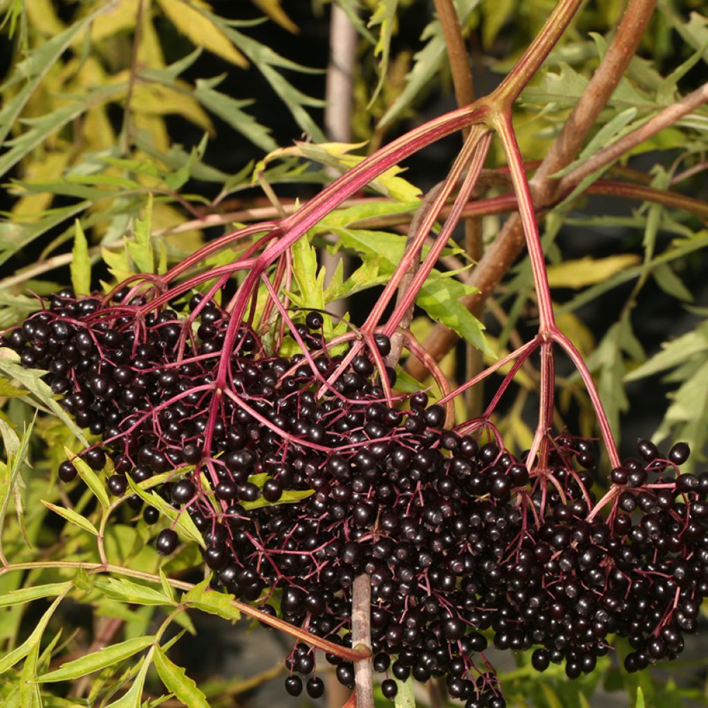 Sambucus canadensis Acutiloba - Elder