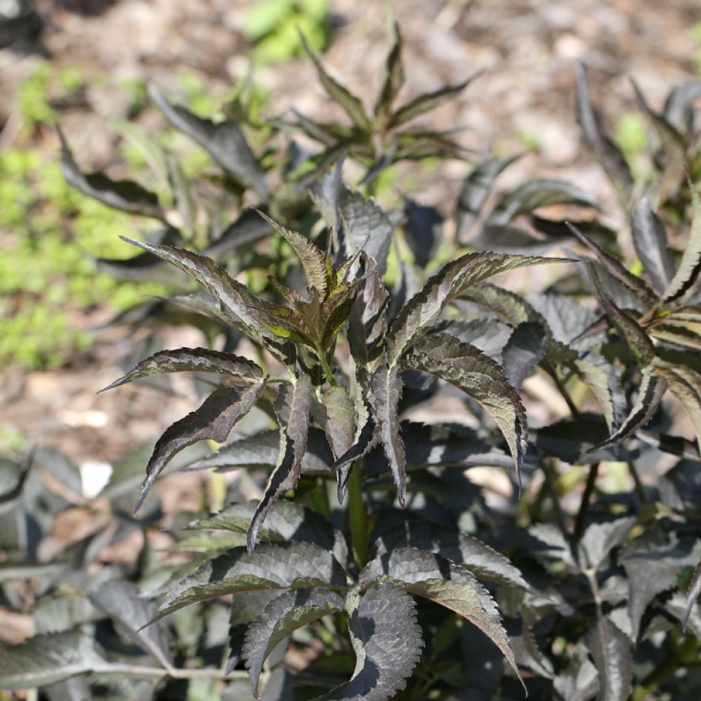 Sambucus nigra Blue Sheen - Elder