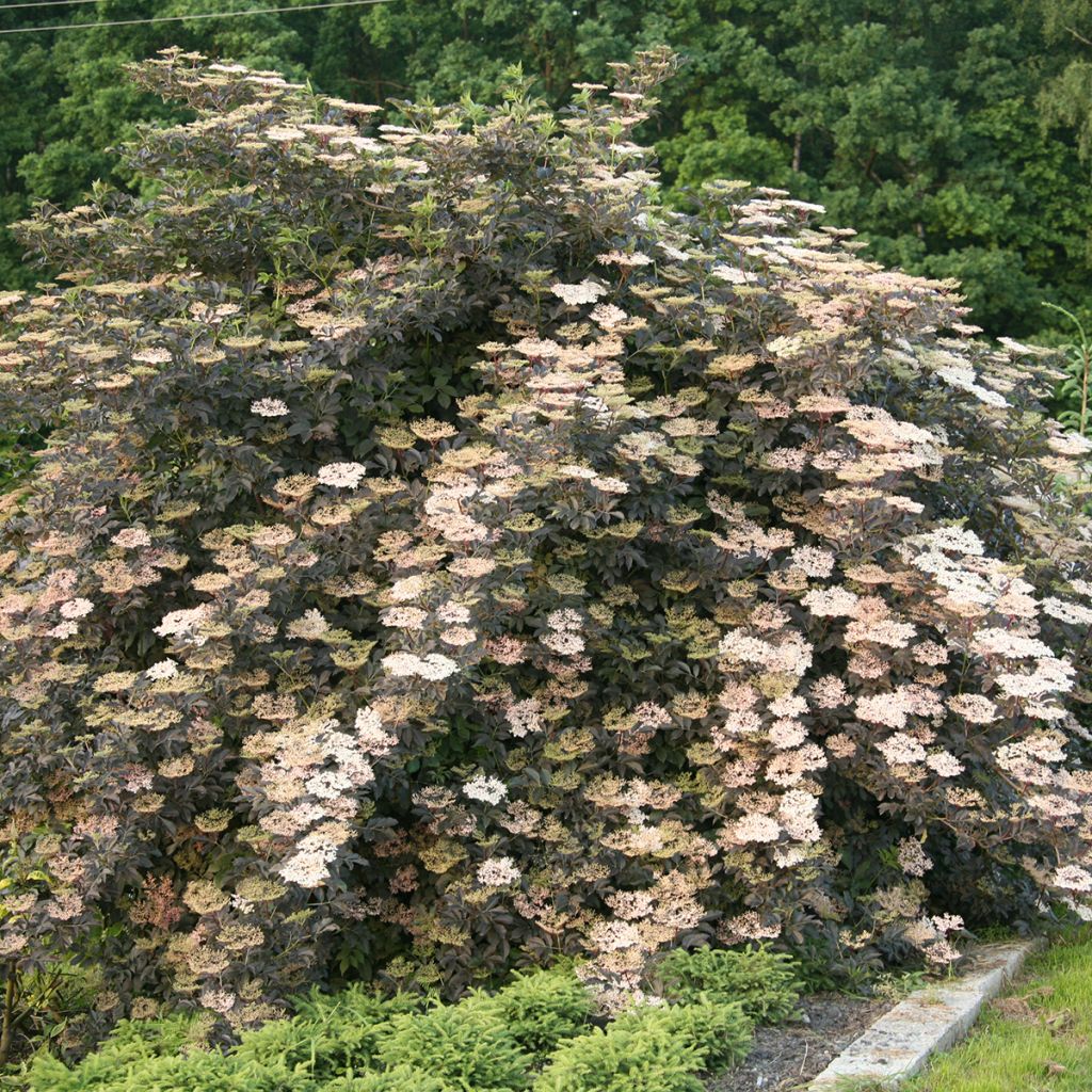 Sambucus nigra Guincho Purple - Black Elder