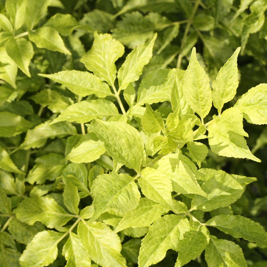 Sambucus nigra Luteovariegata - Elder