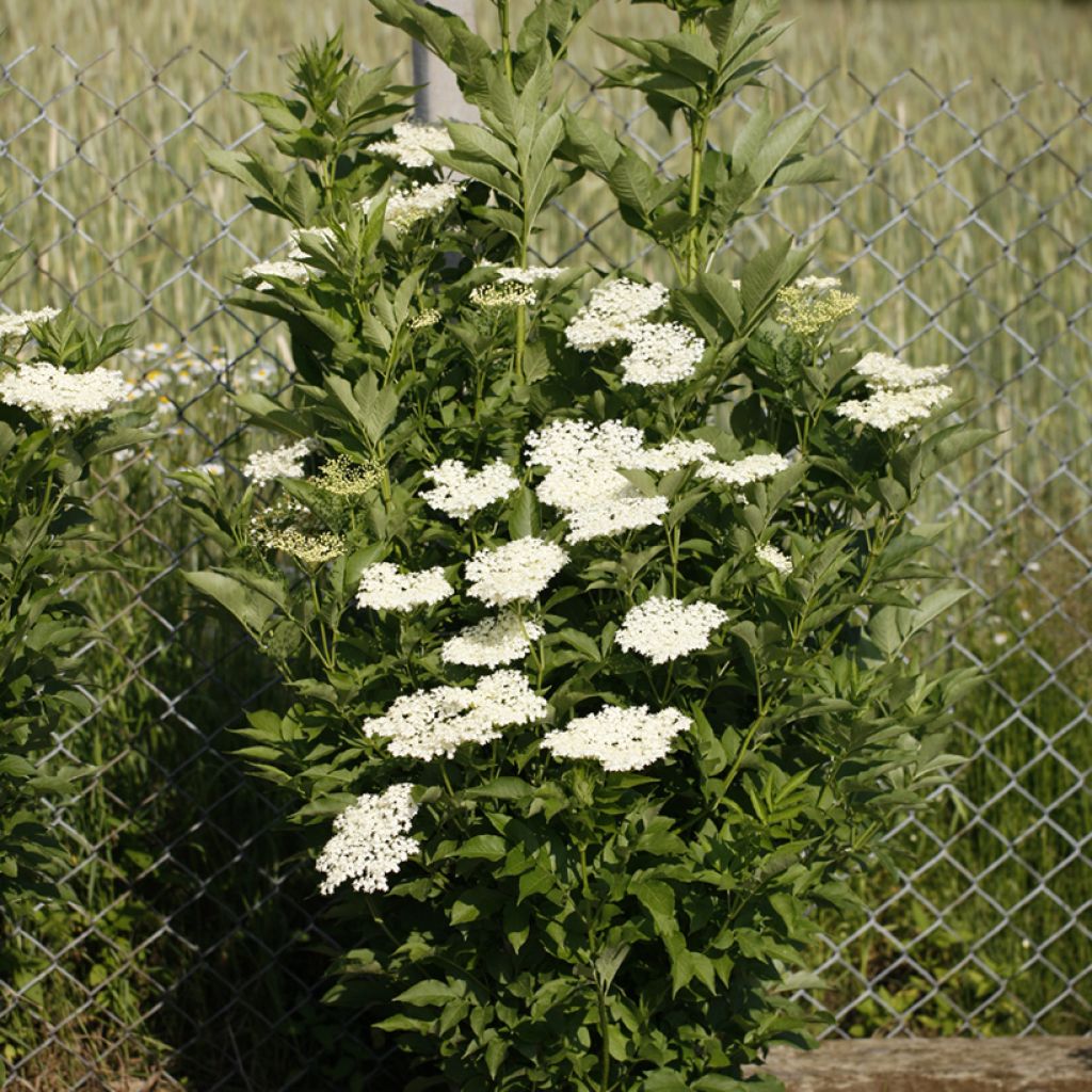  Sambucus nigra Obelisk - Elder